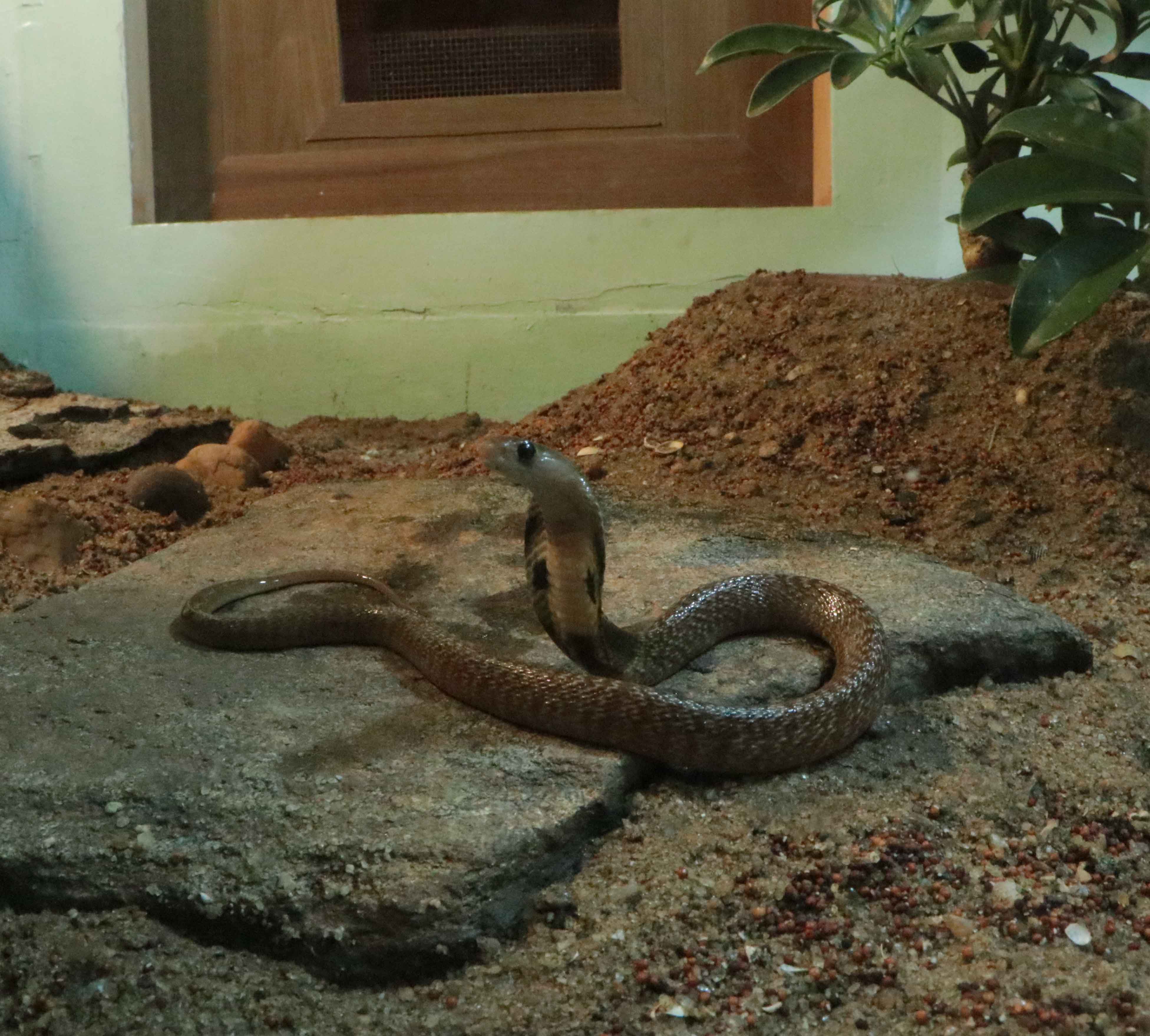 Indian Cobra